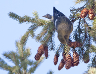White winged Crossbill 5241